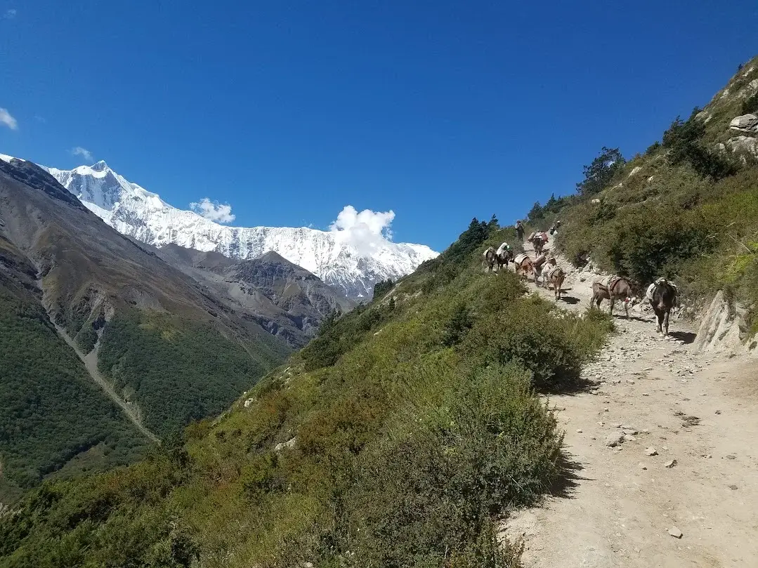 animals around lake tilicho